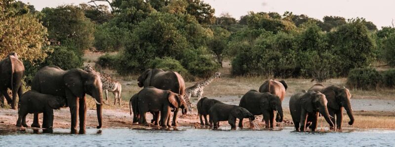 Game Drive And Rhino Walk Safari - Key Points