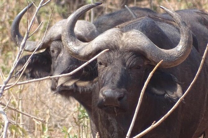 Game drive and short rhino walk - What to Expect on the Itinerary