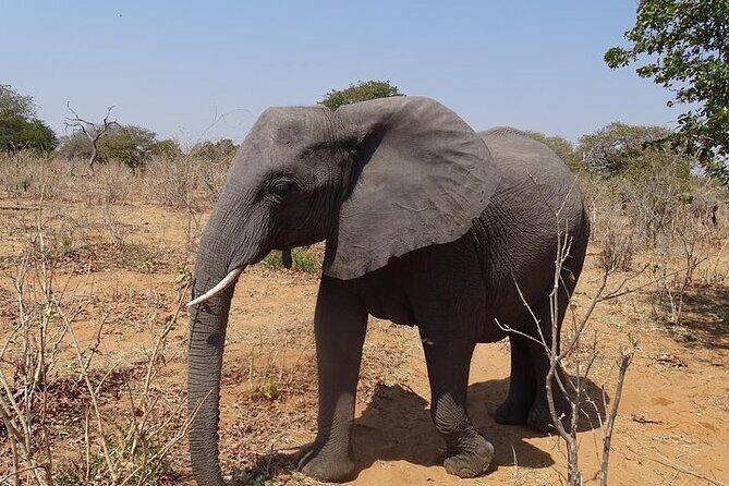 Game drive and short rhino walk - Practical Tips for Travelers