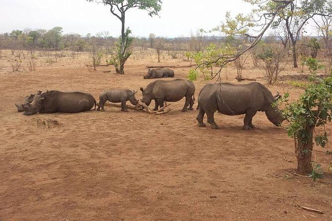 Game Drive and White Rhino Walking Safari in Livingstone - The Experience in Detail