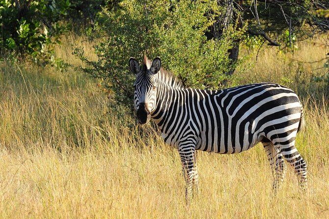 Game Drive and White Rhino Walking Safari in Livingstone - FAQ