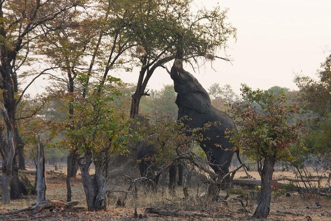 Game Drive in Mosi-Oa-Tunya National Park - Frequently Asked Questions