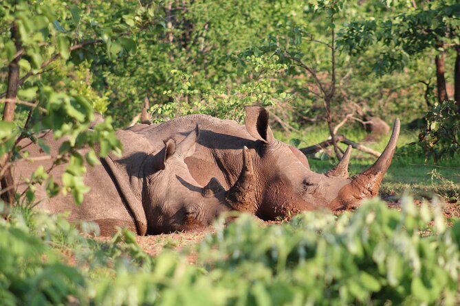 Game drive in the Mosi Oa Tunya National Park - Livingstone - An In-Depth Look at the Experience