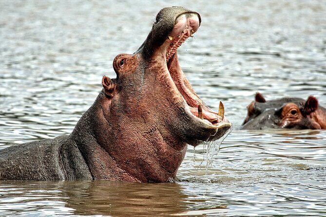 Game drive in Victoria Falls National Park - What to Expect on Your Safari Experience