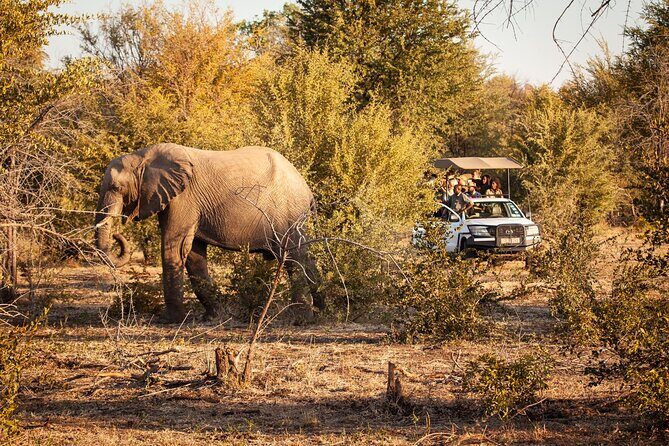 Game drive in Victoria Falls National Park - Final Thoughts: Why You Should Consider This Tour