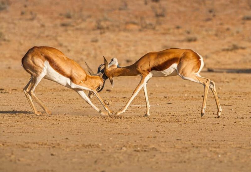 Game drive in Victoria Falls - The Experience: What To Expect During Your Safari