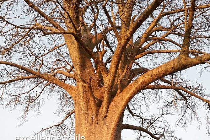 Game Drive in Zambezi National Park Morning or Afternoon - The Value of This Experience