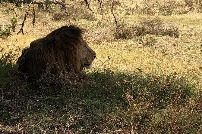 Game Drive in Zambezi National Park Morning or Afternoon - FAQ