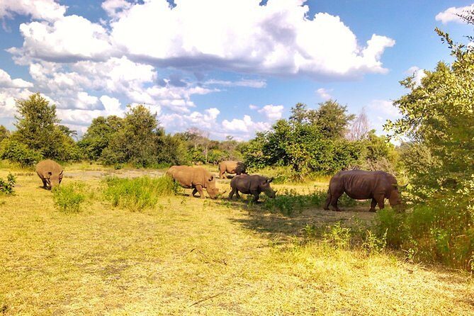 Game Drive into the Musi Otunya National Park - What’s Included and How It Works