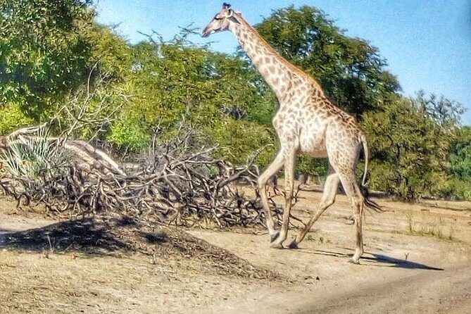 Game Drive into the Musi Otunya National Park - Considering the Value