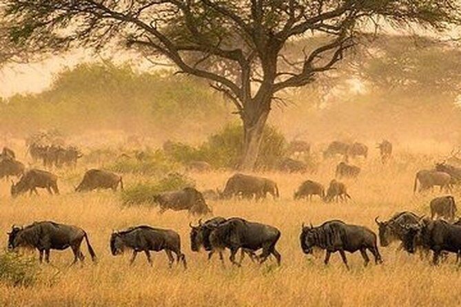 Game Drive into the Musi Otunya National Park - Who Should Consider This Tour?