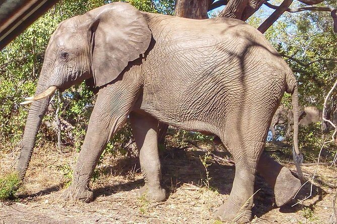 Game Drive into the Musi Otunya National Park - The Practicalities: What You Need to Know