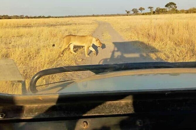 Game Drive Morning & Afternoon - An In-Depth Look at the Experience