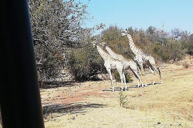 Game Drive Morning & Afternoon - FAQ