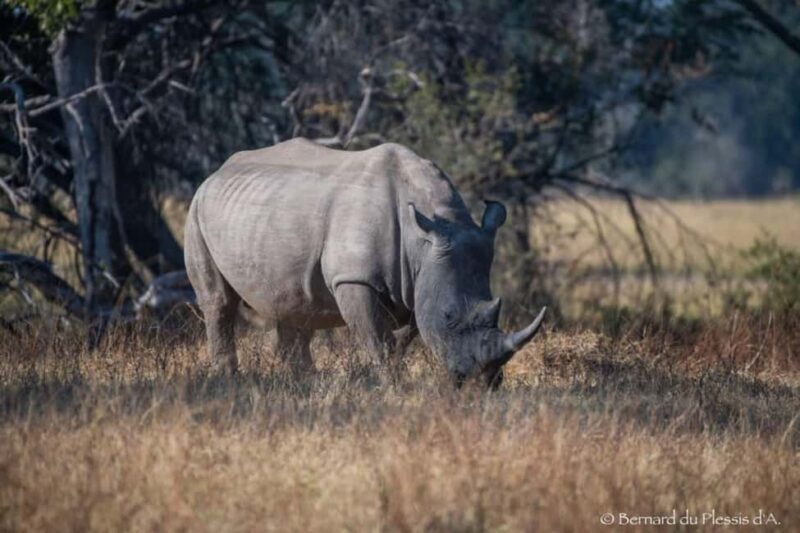 Game Drive plus White Rhino short walk - Practical Tips for Travelers