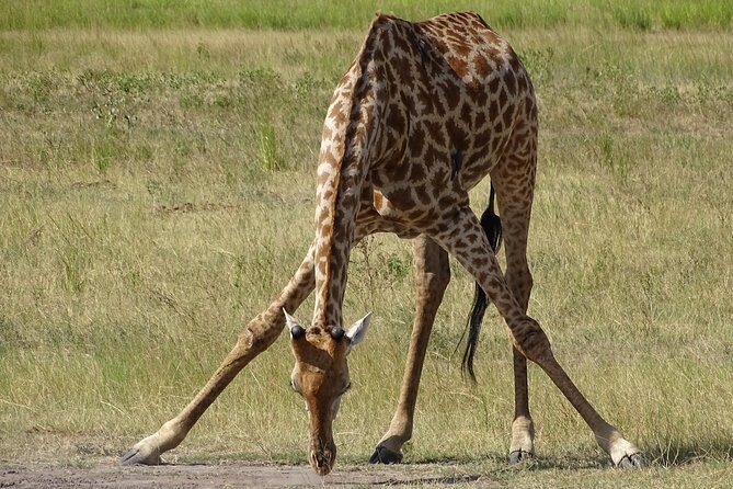Game Drive & Rhino Safari Experience - MINIMUM 2 PEOPLE - What Makes This Tour Stand Out?