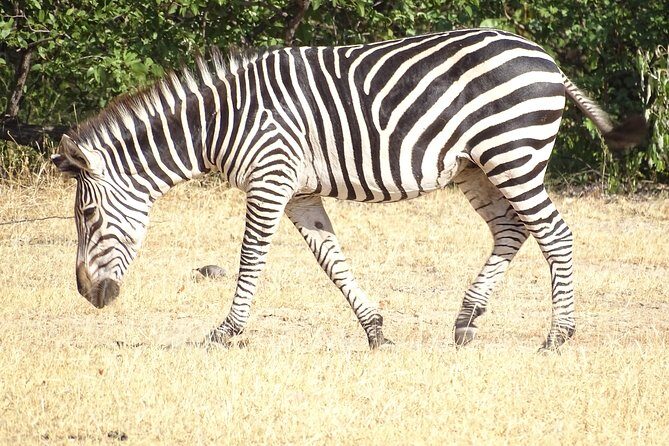 Game Drive & Rhino Safari Experience - MINIMUM 2 PEOPLE - Why Choose This Tour?