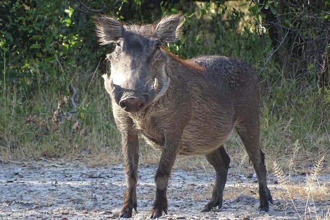 Game Drive & Rhino Safari Experience - MINIMUM 2 PEOPLE - FAQ: Your Practical Questions Answered
