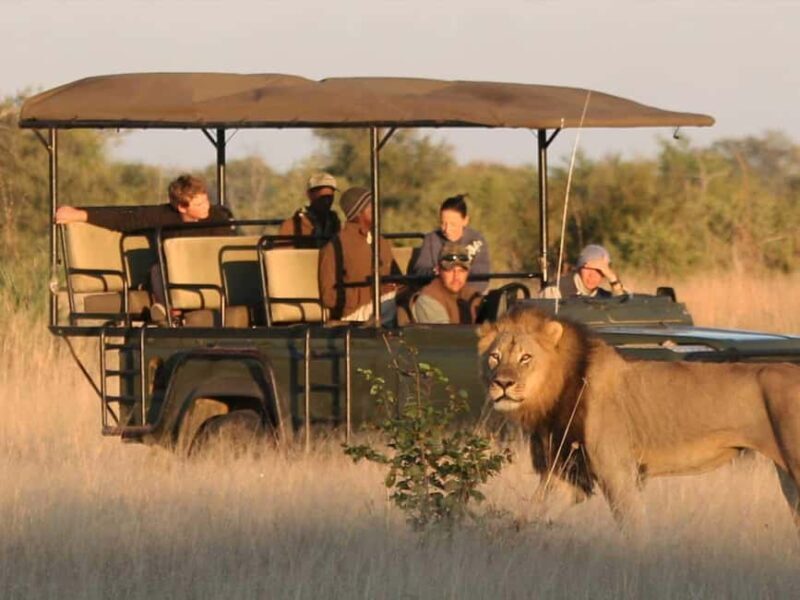 Game Drive Safari Victoria Falls - An In-Depth Look at the Game Drive Safari Victoria Falls