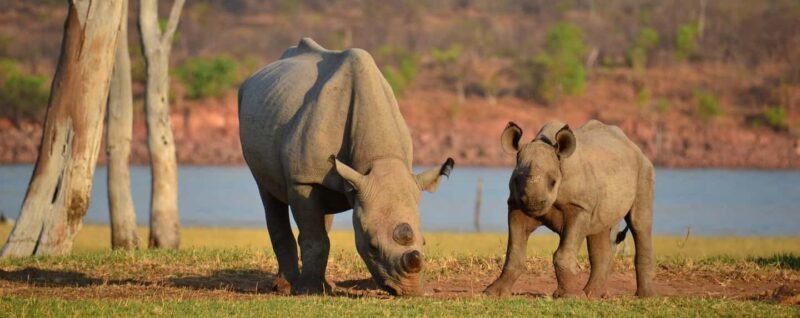 Game Drive Safari Victoria Falls - Final Thoughts