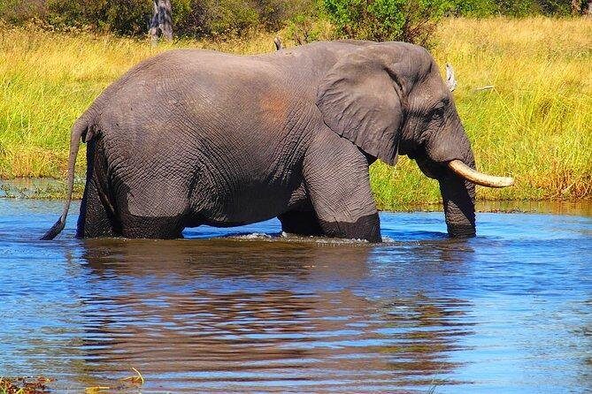 Game drive/White Rhino tracking - An In-Depth Look at the Experience