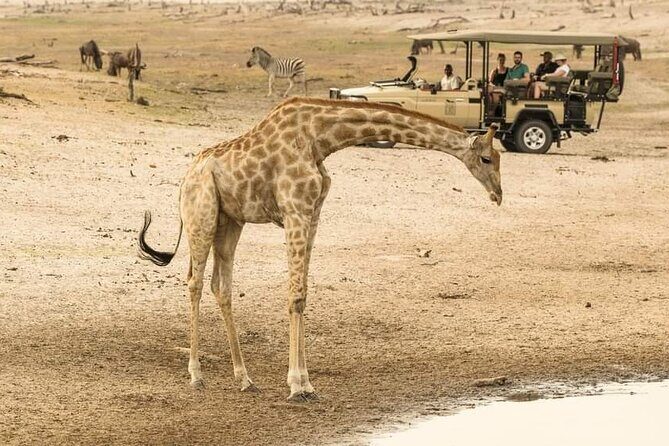 Game drive/White Rhino tracking - Final Thoughts