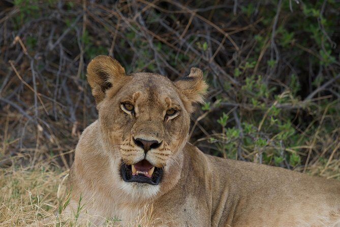Game Drives - The Itinerary: What to Expect on This Wildlife Adventure