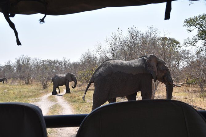 Game Drives - Analyzing the Value