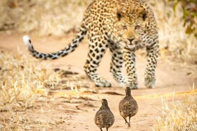 Game Drives - Who This Tour Is Best For