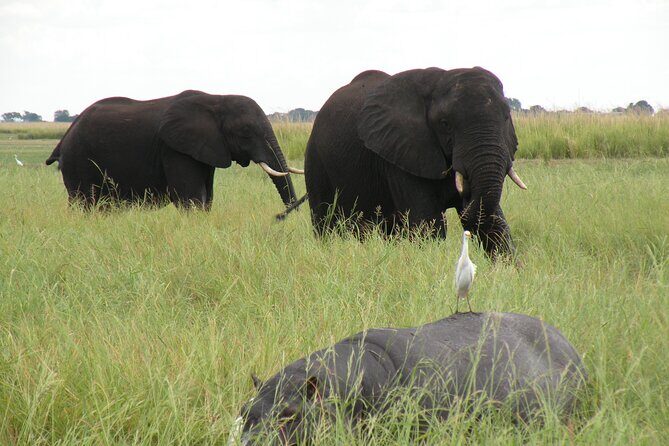 Game Drives in the Zambezi National Park - Who Should Consider This Tour?