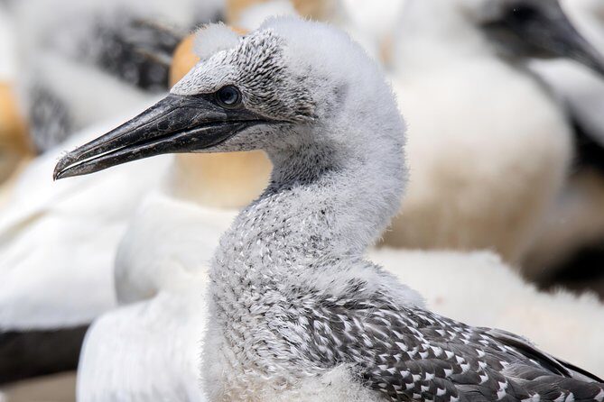 Gannet Safaris Overland tour to Cape Kidnappers Gannet Colony - An Introduction to the Tour Experience