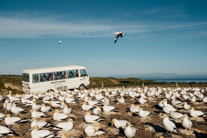 Gannet Safaris Overland tour to Cape Kidnappers Gannet Colony - What You’ll Learn and See