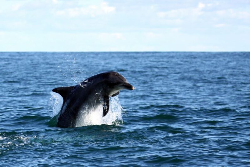 Gansbaai and Big 5 Sea Safari Full-Day Tour from Cape Town - An In-Depth Look at the Tour Experience