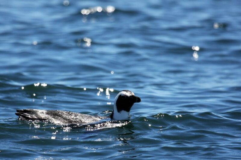 Gansbaai and Big 5 Sea Safari Full-Day Tour from Cape Town - Practical Tips for a Great Experience
