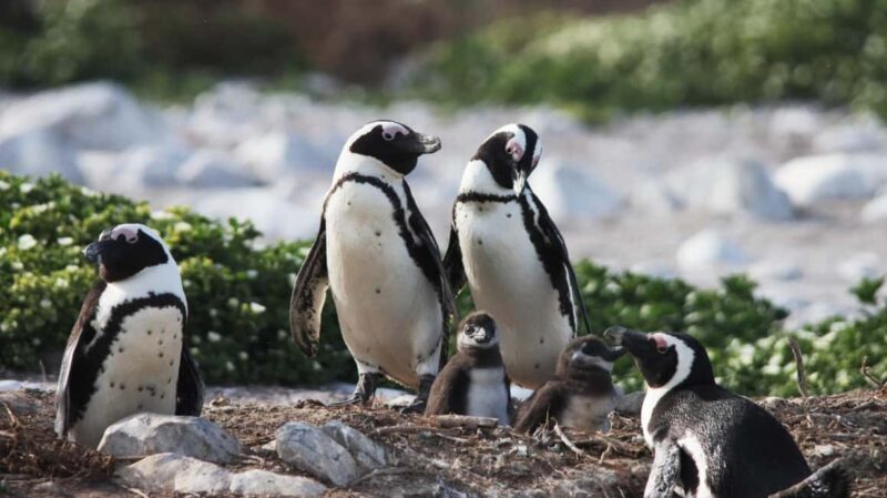 Gansbaai: Marine Big 5 Boat tour - Key Points