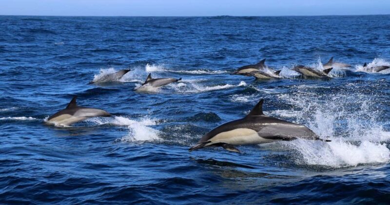 Gansbaai: Marine Big 5 Boat tour - An Honest Look at the Marine Big 5 Boat Tour