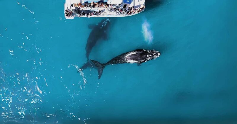 Gansbaai: Marine Big 5 Boat tour - Who Should Book This Tour?