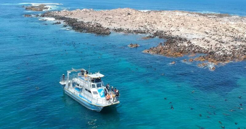 Gansbaai: Marine Big 5 Boat tour - The Sum Up