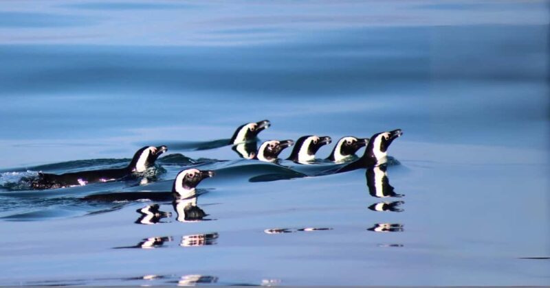 Gansbaai: Marine Big 5 Boat tour - FAQ