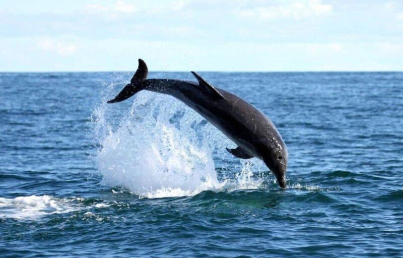 Gansbaai: Shark Dive & Big 5 Sea Safari Combo Boat Trip - Exploring Gansbaai’s Marine Adventures: An Authentic Look