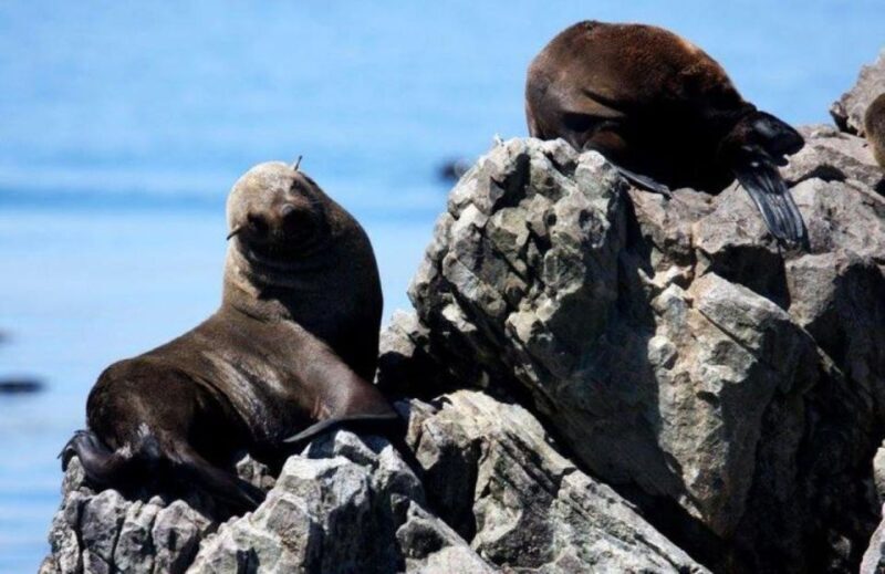 Gansbaai: Shark Dive & Big 5 Sea Safari Combo Boat Trip - Authentic Encounters and Genuine Value