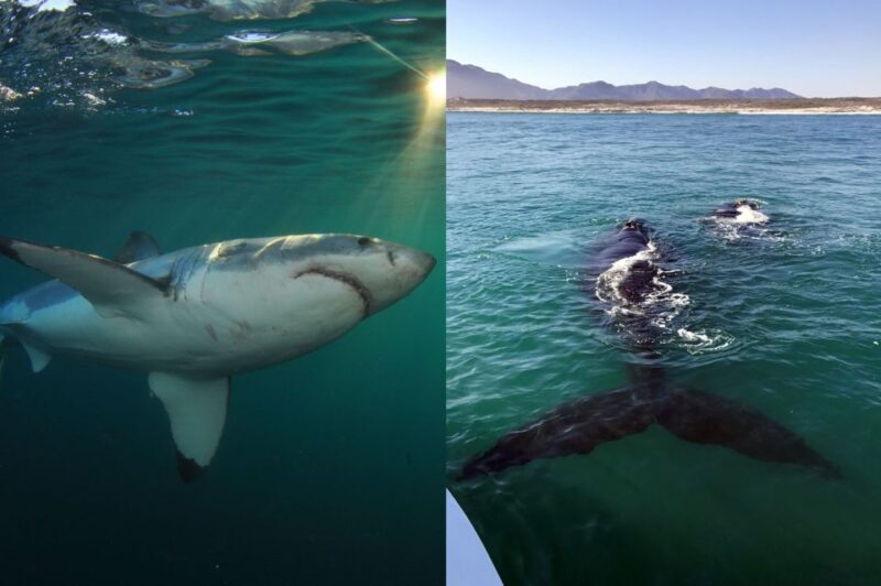 Gansbaai: Shark Dive & Big 5 Sea Safari Combo Boat Trip - Who Should Consider This Tour?
