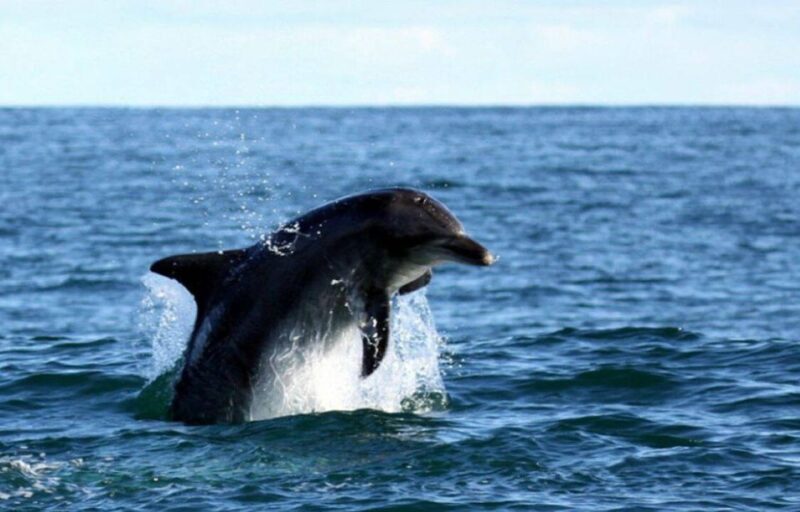 Gansbaai: Shark Dive & Big 5 Sea Safari Combo Boat Trip - Final Thoughts