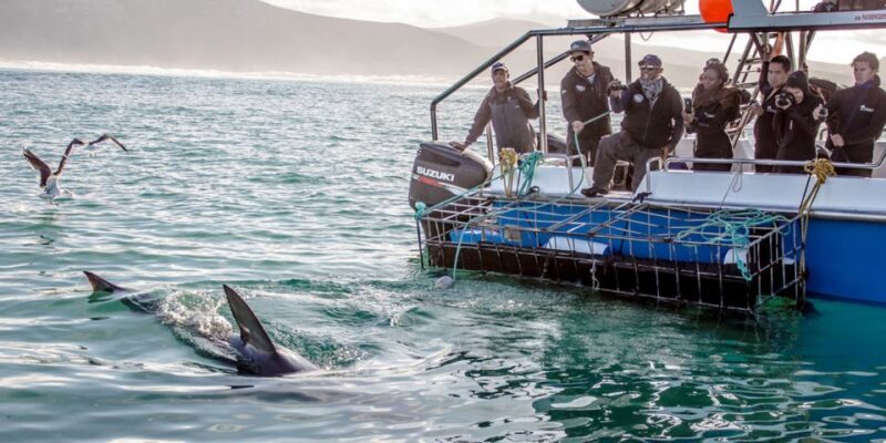 Gansbaai: Shark Dive & Whale Watching Combo Boat Trip - An In-Depth Look at the Tour Experience