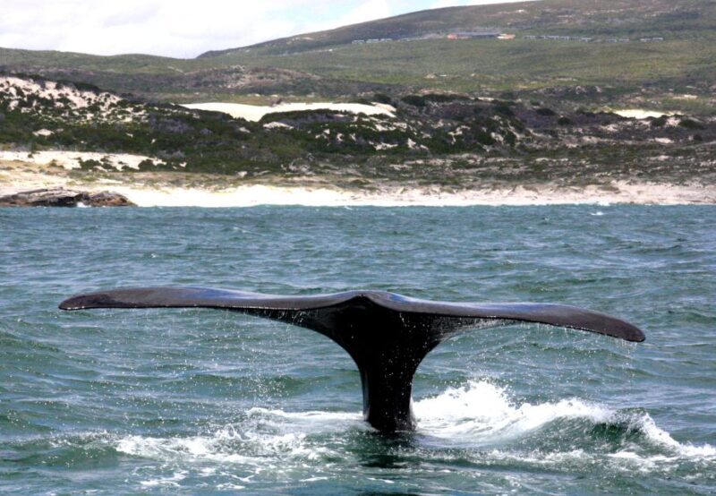 Gansbaai: Shark Dive & Whale Watching Combo Boat Trip - Final Thoughts