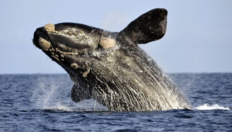 Gansbaai: Whale Watching Trip by Boat - An In-Depth Look at the Whale Watching Experience in Gansbaai