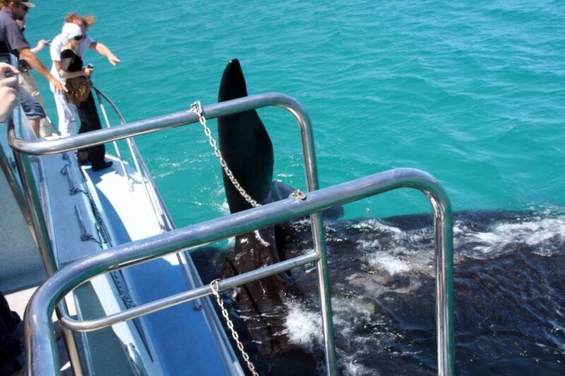 Gansbaai: Whale Watching Trip by Boat - FAQ