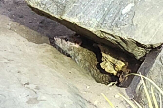 Garbage and Rats in New York City Walking Tour - Key Points