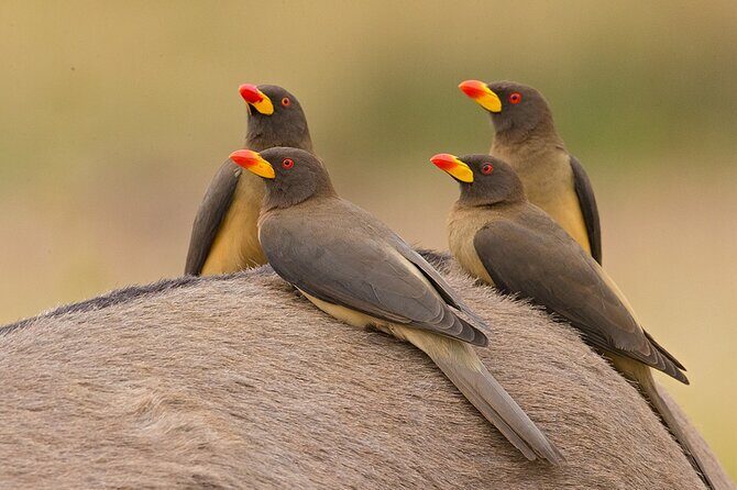 Garden Route and Addo National Park 4 Day Safari - Who Should Consider This Tour?