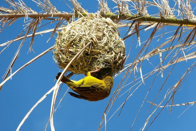 Garden Route & Botlierskop G Reserve 5 Day Safari from Cape Town - FAQ